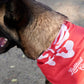 Dog Bandana